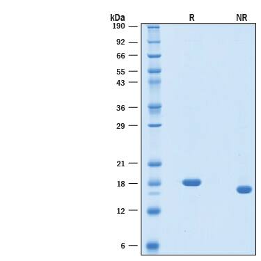 2 μg/lane of Recombinant Human IL-7 Animal-Free Protein (Catalog # BT-007-AFL) was resolved with SDS-PAGE under reducing (R) and non-reducing (NR) conditions and visualized by Coomassie® Blue staining, showing a single band at 17 kDa.