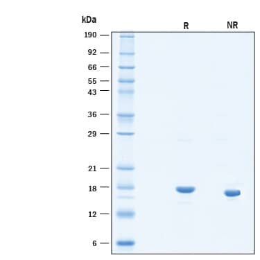 2 μg/lane of Recombinant Human IL‑7 Protein (Catalog # BT-007) was resolved with SDS-PAGE under reducing (R) and non-reducing (NR) conditions and visualized by Coomassie® Blue staining, showing bands at 17 kDa.