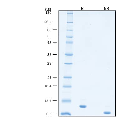 SDS-Page IL-15 [Unconjugated]