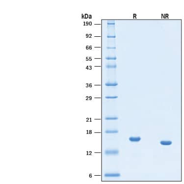 2 μg/lane of Animal-Free™ Recombinant Human IL‑21 Protein (Catalog # BT-021-AFL) was resolved with SDS-PAGE under reducing (R) and non-reducing (NR) conditions and visualized by Coomassie® Blue staining, showing bands at  16 kDa, under reducing conditions.