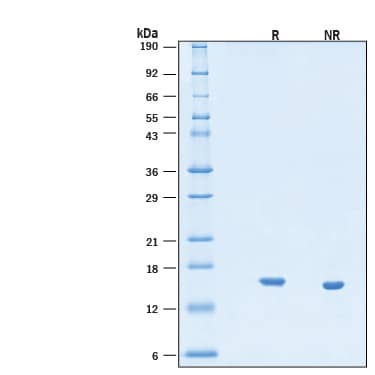 2 μg/lane of Recombinant Human IL‑21 Protein (Catalog # BT-021) was resolved with SDS-PAGE under reducing (R) and non-reducing (NR) conditions and visualized by Coomassie® Blue staining, showing bands at 15-17 kDa, under reducing conditions.