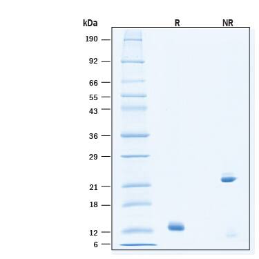 2 μg/lane of Animal-Free™ Recombinant Human Activin A Protein (Catalog # BT-ACTA-AFL) was resolved with SDS-PAGE under reducing (R) and non-reducing (NR) conditions and visualized by Coomassie® Blue staining, showing bands at 13 kDa and 23 kDa, respectively.