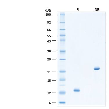 2 μg/lane of Recombinant Human Activin A Protein (Catalog # BT-ACTA) was resolved with SDS-PAGE under reducing (R) and non-reducing (NR) conditions and visualized by Coomassie® Blue staining, showing bands at 13 kDa under reducing conditions and 23 kDa under non-reducing conditions.