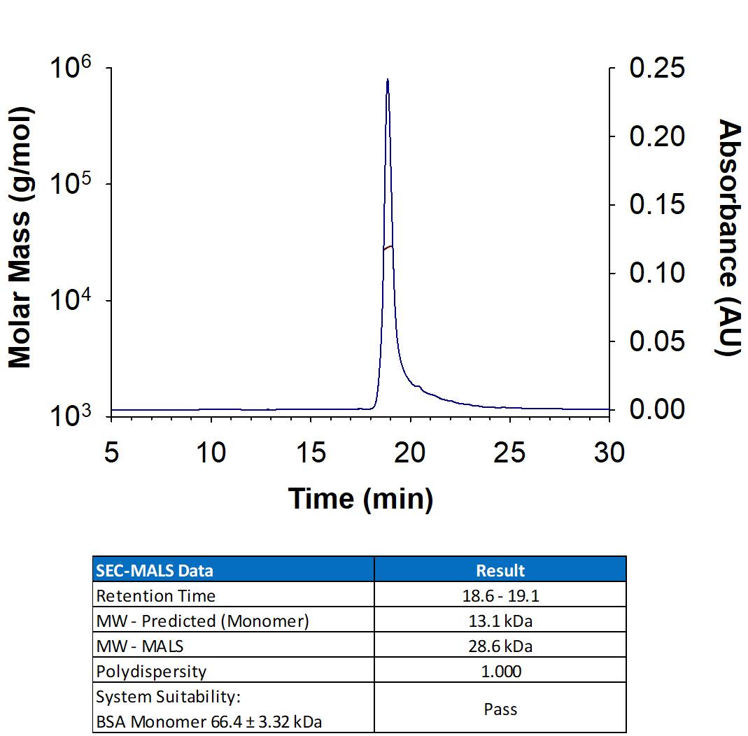 Recombinant Human Activin A (Catalog # BT-ACTA) has a molecular weight (MW) of 27-30 kDa as analyzed by SEC-MALS, suggesting that this protein is a homodimer. 