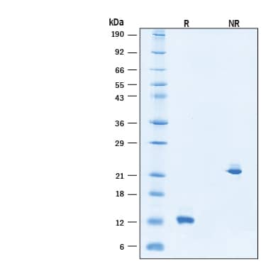 2 μg/lane of Recombinant Human Activin A Hyperactive Protein (Catalog # BT-ACTAH) was resolved with SDS-PAGE under reducing (R) and non-reducing (NR) conditions and visualized by Coomassie® Blue staining, showing bands at 12-14 kDa and 20-30 kDa, respectively.