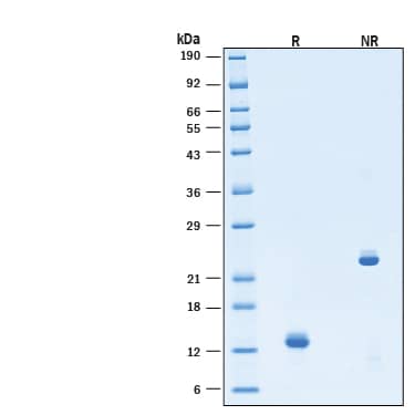 2 μg/lane of Recombinant Human Activin A Hyperactive Protein (Catalog # BT-ACTAHE) was resolved with SDS-PAGE under reducing (R) and non-reducing (NR) conditions and visualized by Coomassie® Blue staining, showing bands at 12-14 kDa under reducing conditions.