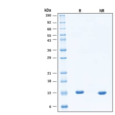 2 μg/lane of Animal-Free™ Recombinant Human BDNF Protein (Catalog # BT-BDNF-AFL) was resolved with SDS-PAGE under reducing (R) and non-reducing (NR) conditions and visualized by Coomassie® Blue staining, showing bands at 12 kDa.