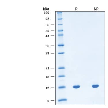 2 μg/lane of Recombinant Human BDNF GMP Protein (Catalog # BT-BDNF-GMP) was resolved with SDS-PAGE under reducing (R) and non-reducing (NR) conditions and visualized by Coomassie® Blue staining, showing bands at 12 kDa, under reducing conditions.