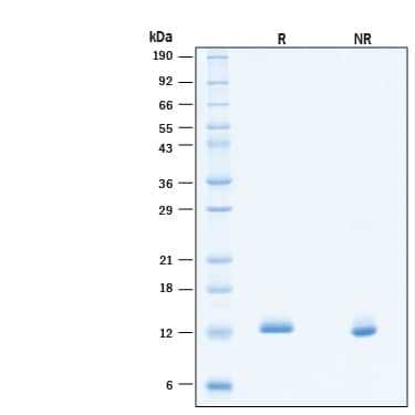 2 μg/lane of Recombinant Human BDNF Protein (Catalog # BT-BDNF) was resolved with SDS-PAGE under reducing (R) and non-reducing (NR) conditions and visualized by Coomassie® Blue staining, showing bands at 12 kDa under reducing conditions.