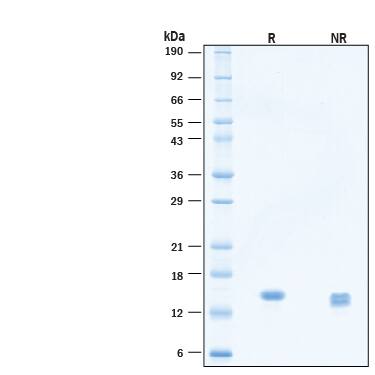 2 μg/lane of Animal-Free™ Recombinant Human Betacellulin Protein (Catalog # BT-BTC-AFL) was resolved with SDS-PAGE under reducing (R) and non-reducing (NR) conditions and visualized by Coomassie® blue staining, showing bands at 12-15 kDa.