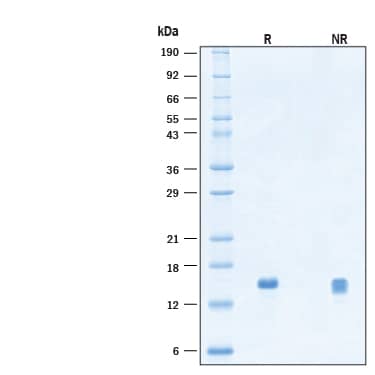 2 μg/lane of Recombinant Human Betacellulin/BTC Protein (Catalog # BT-BTC) was resolved with SDS-PAGE under reducing (R) and non-reducing (NR) conditions and visualized by Coomassie® Blue staining, showing bands at 12-15 kDa.