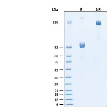 2 μg/lane of Recombinant Human DLL4 Fc Chimera GMP Protein (Catalog # BT-DLL4-GMP) was resolved with SDS-PAGE under reducing (R) and non-reducing (NR) conditions and visualized by Coomassie® Blue staining, showing bands at 89-98 kDa and 180-200 kDa, respectively.