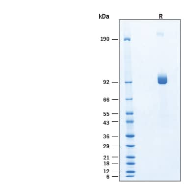 SDS-PAGE DLL4 [Unconjugated]
