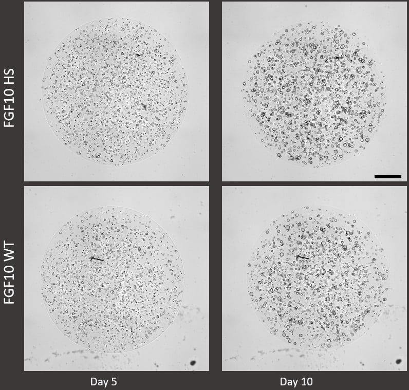 Adult airway organoids were cultured in Cultrex UltiMatrix (Catalog # BME001-05) with either Recombinant Human FGF-10 Heat Stable Protein (HS, Catalog # BT-FGF10HS) or wild type Recombinant Human FGF-10 (WT, Catalog # 345-FG). FGF-10 Heat Stable demonstrates that it can support organoid growth as effectively as wild type in an extracellular matrix. Scale bar indicates 1 mm.
