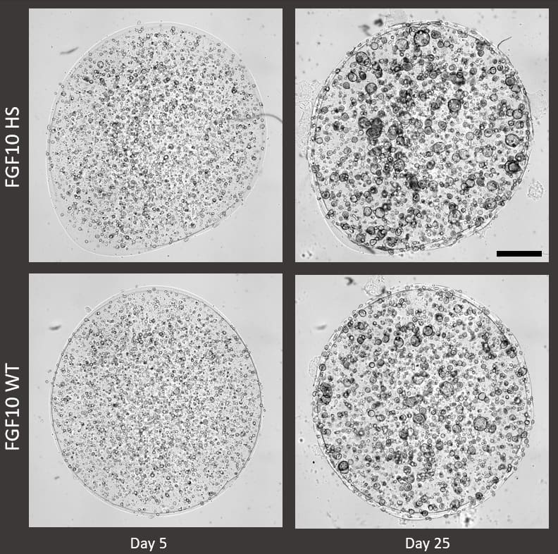 Adult airway organoids were cultured in Cultrex Synthetic Hydrogel (Catalog # CSH-RUO-01) with either Recombinant Human FGF-10 Heat Stable Protein (HS, Catalog # BT-FGF10HS) or wild type Recombinant Human FGF-10 Protein (WT, Catalog # 345-FG). FGF-10 Heat Stable Protein demonstrates that it can support organoid growth as effectively as wild type in a defined animal-free extracellular matrix. Scale bar indicates 1 mm.