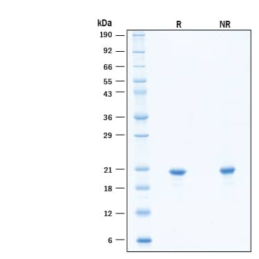 2 μg/lane of Recombinant Human FGF‑10 Heat Stable Protein (Catalog # BT-FGF10HS) was resolved with SDS-PAGE under reducing (R) and non-reducing (NR) conditions and visualized by Coomassie® Blue staining, showing bands at 19-23 kDa, under reducing conditions.