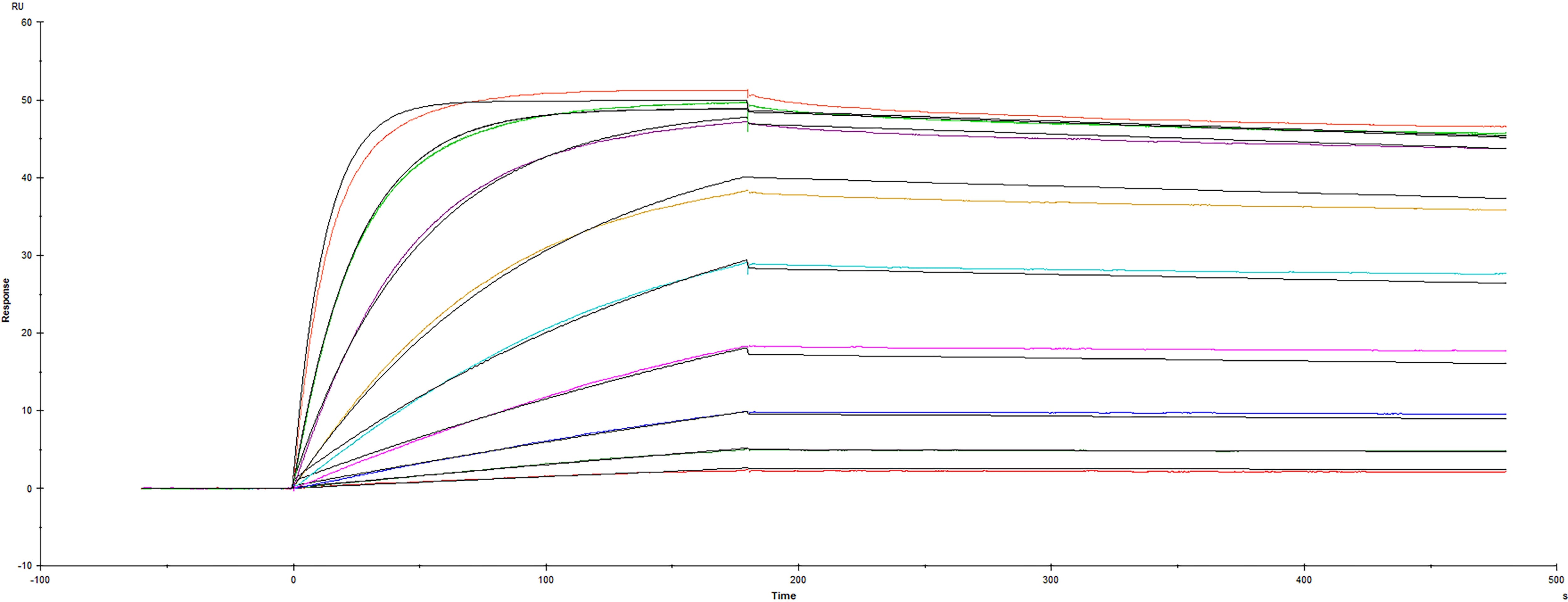 Recombinant Human FGF R2 beta  (IIIb) (Catalog # 665-FR) was captured on Biacore Sensor Chip CM5 via Recombinant Protein A/G/L (Catalog # NBP2-34985), and binding to Recombinant Human FGF 10 Heat Stable (Catalog # BT-FGF10HS) was measured at a concentration range between 0.0488 nM and 12.5 nM. The double-referenced sensorgram was fit to a two-state reaction binding model to determine the binding kinetics and affinity, with an affinity constant of KD=36.5 pM. (Biacore T200).