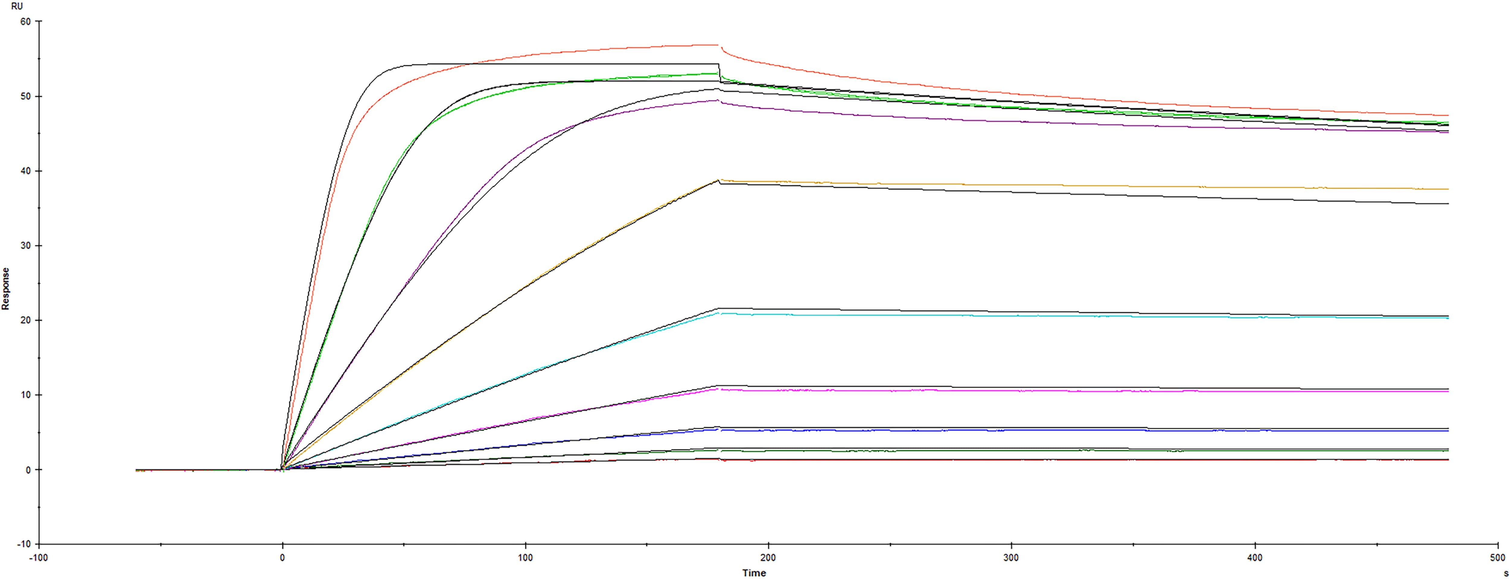 Recombinant Human FGF R2 beta  (IIIb) (Catalog # 665-FR) was captured on Biacore Sensor Chip CM5 via Recombinant Protein A/G/L (Catalog # NBP2-34985), and binding to Recombinant Human FGF 10 (Catalog # 345-FG) was measured at a concentration range between 0.0488 nM and 12.5 nM. The double-referenced sensorgram was fit to a two-state reaction binding model to determine the binding kinetics and affinity, with an affinity constant of KD=36.2 pM. (Biacore T200).