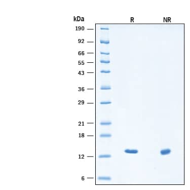 2 μg/lane of Recombinant Human FGF‑4 Heat Stable Protein (Catalog # BT-FGF4HS) was resolved with SDS-PAGE under reducing (R) and non-reducing (NR) conditions and visualized by Coomassie® Blue staining, showing bands at 12-15 kDa, under reducing conditions.