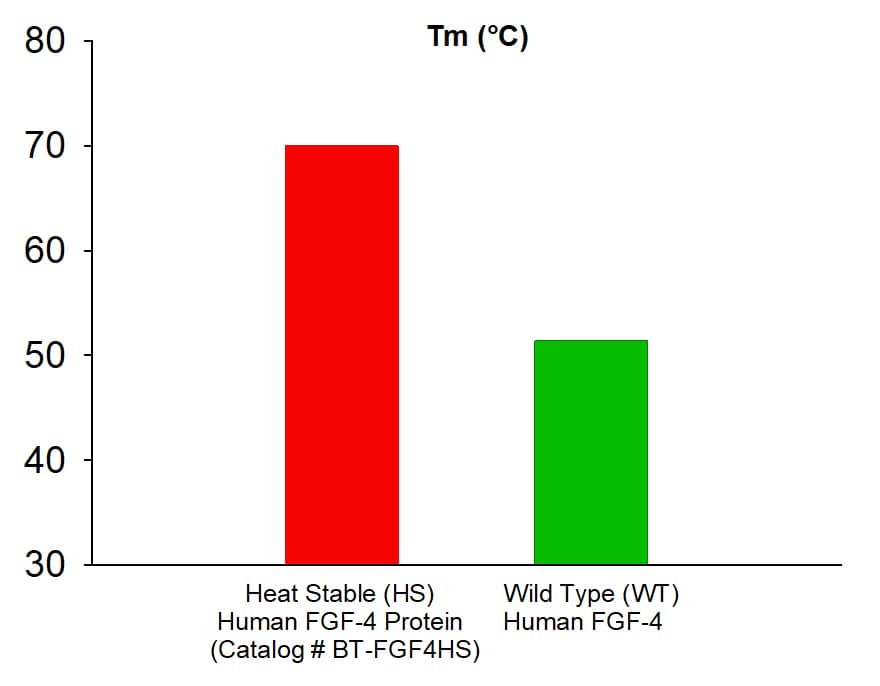 Recombinant Human FGF-4 Heat Stable Protein (Catalog # BT-FGF4HS) exhibits a higher melting temperature (Tm) than wild-type human FGF-4.  Thermal stability was assessed by Differential Scanning Fluorimetry (DSF).