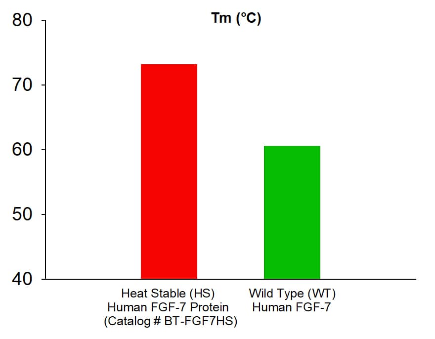 Recombinant Human KGF/FGF-7 Heat Stable Protein (Catalog # BT-FGF7HS) exhibits a higher melting temperature (Tm) than wild-type human KGF/FGF-7.  Thermal stability was assessed by Differential Scanning Fluorimetry (DSF).