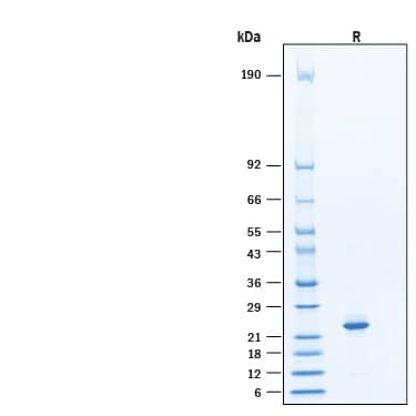 SDS-Page FGF-8 [Unconjugated]