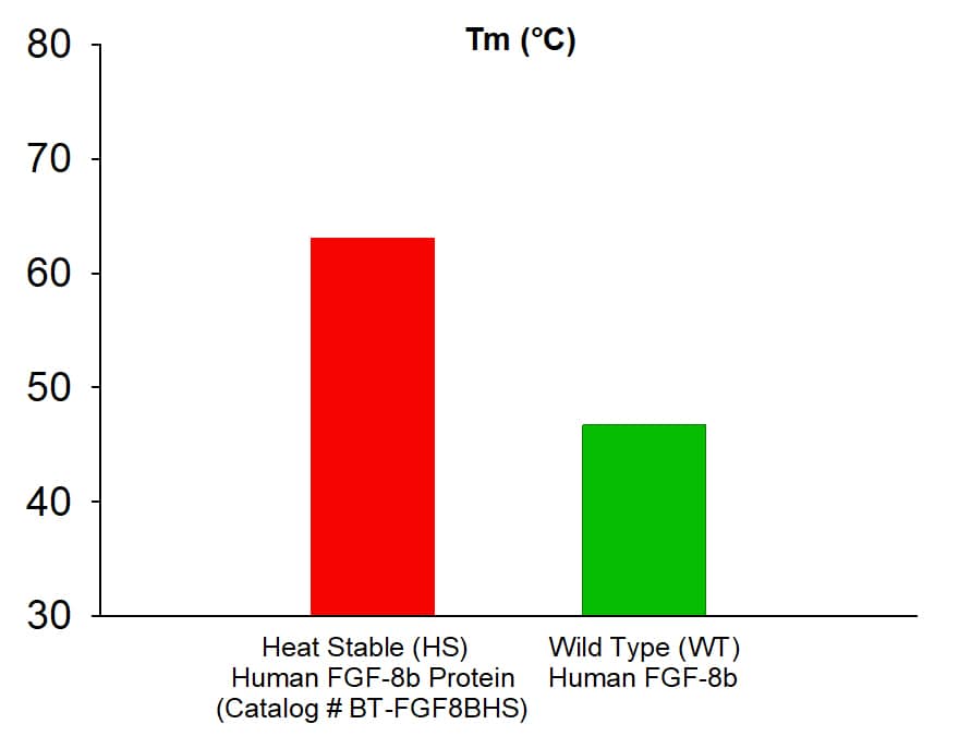 Thermostability FGF-8 [Unconjugated]