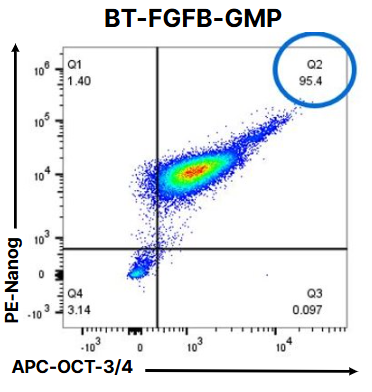 iPSCs were cultured for five passages in a commercially available media without FGF2 + 100µg/mL of Recombinant Human GMP FGF basic (Catalog # BT-FGFB-GMP). Cells were analyzed for expression of stemness markers APC-conjugated OCT-3/4 (ICA1759A) and PE-conjugated Nanog (<a class=
