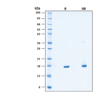 2 μg/lane of Recombinant Human FGF basic/FGF2/bFGF Protein (Catalog # BT-FGFB) was resolved with SDS-PAGE under reducing (R) and non-reducing (NR) conditions and visualized by Coomassie® Blue staining, showing bands at 18 kDa.