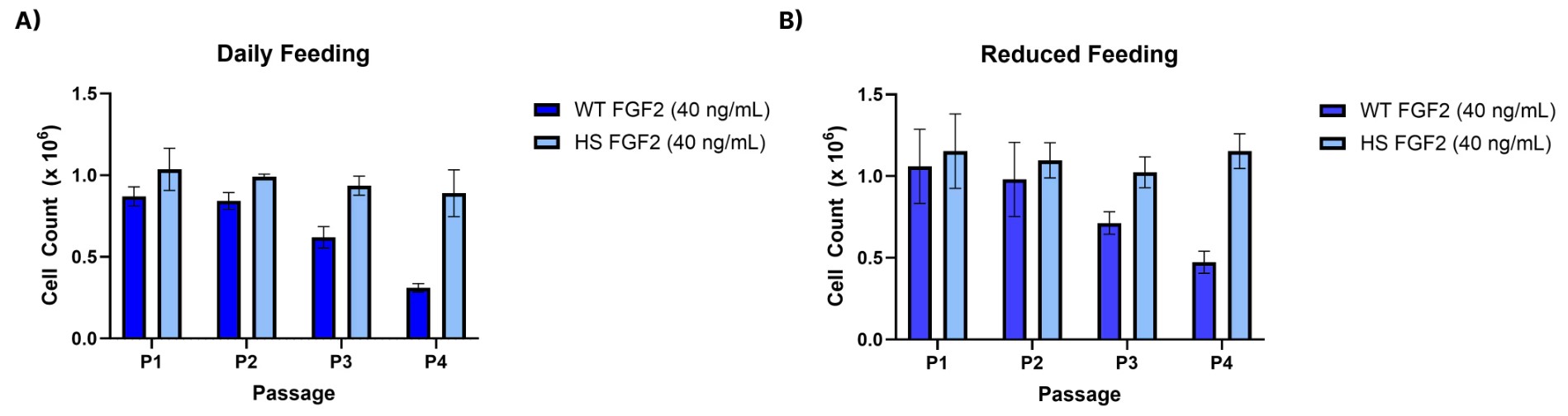 Human iPSCs were cultured for four passages in a commercial iPSC Expansion media containing 40 ng/mL of either rhFGFb Heat Stable (BT-FGFBHS) or wild type rhFGFb, Animal-Free (BT-FGFB-AFL). Media exchanges were performed following two feeding schedules. A). a daily feed schedule or B). a reduced feed schedule, where cells were double fed twice per week. Cells were plated at 5000 cells/cm2 in a 6-well dish coated with Cultrex Ultimatrix (BME001-05). For each schedule, all conditions were passaged once either group reached ~60-70% confluency and counts were performed using a Cellaca™ High-Throughput Cell Counter. Count of each passage is shown comparing WT vs HS FGFb in both the A) daily feed or B) reduced feed schedule.