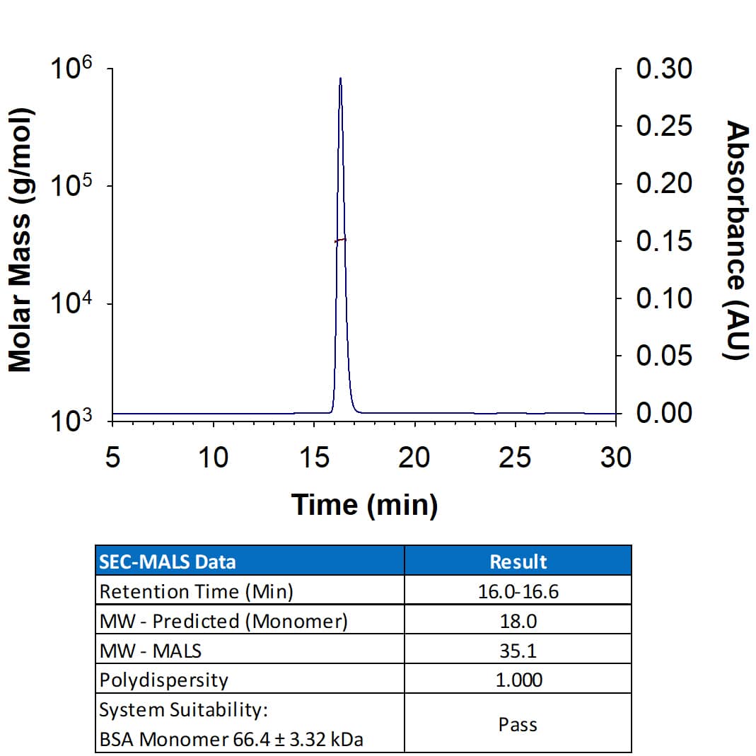 Animal-Free™ Recombinant Human Flt-3 Ligand/FLT3L (Catalog # BT-FT3L-AFL) has a molecular weight (MW) of 35.1 kDa as analyzed by SEC-MALS, suggesting that this protein is a homodimer.