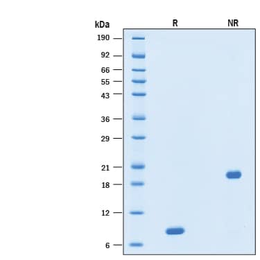 2 μg/lane of Recombinant Human GDNF GMP Protein (Catalog # BT-GDNF-GMP) was resolved with SDS-PAGE under reducing (R) and non-reducing (NR) conditions and visualized by Coomassie® Blue staining, showing a band at 8 kDa under reducing conditions.