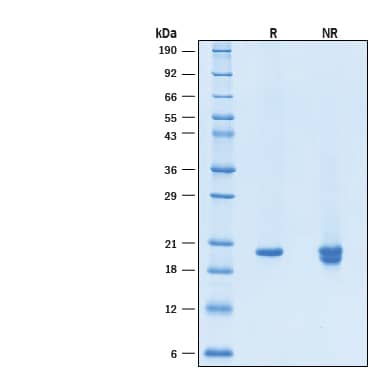 2 μg/lane of Recombinant Human KGF/FGF‑7 GMP Protein (Catalog # BT-KGF-GMP) was resolved with SDS-PAGE under reducing (R) and non-reducing (NR) conditions and visualized by Coomassie® Blue staining, showing bands at 20 kDa, under reducing conditions.