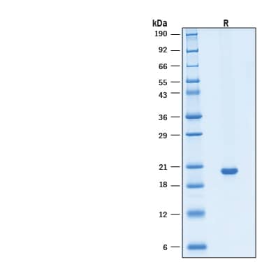 2 μg/lane of Recombinant Human KGF/FGF‑7 Protein (Catalog # BT-KGF) was resolved with SDS-PAGE under reducing (R) condition and visualized by Coomassie® Blue staining, showing bands at 20 kDa.