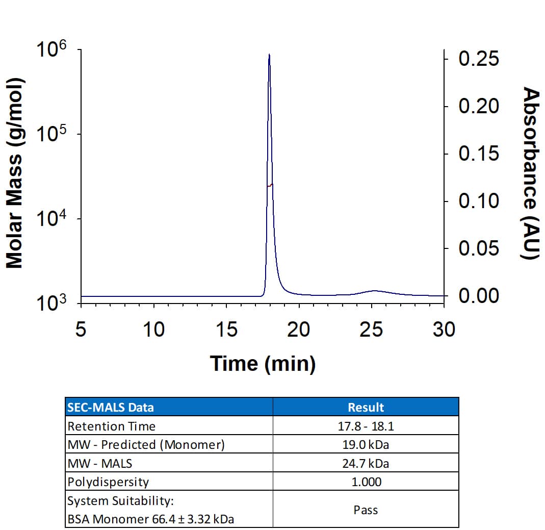 Recombinant Human KGF/FGF‑7 Protein (Catalog # BT-KGF) has a molecular weight (MW) of 24.7 kDa as analyzed by SEC-MALS, suggesting that this protein is a monomer. 