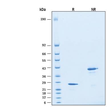 2 μg/lane of Recombinant Human Noggin GMP Protein (Catalog # BT-NOG-GMP) was resolved with SDS-PAGE under reducing (R) and non-reducing (NR) conditions and visualized by Coomassie® Blue staining, showing bands at 27 kDa and 43 kDa, respectively.