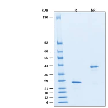 2 μg/lane of Recombinant Human Noggin Protein (Catalog # BT-NOG) was resolved with SDS-PAGE under reducing (R) and non-reducing (NR) conditions and visualized by Coomassie® Blue staining, showing bands at 27 kDa and 43 kDa, respectively.