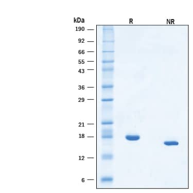 2 μg/lane of Animal-Free™ Recombinant Human SCF/c‑kit Ligand Protein (Catalog # BT-SCF-AFL) was resolved with SDS-PAGE under reducing (R) and non-reducing (NR) conditions and visualized by Coomassie® Blue staining, showing bands at 18 kDa.