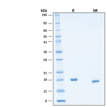 2 μg/lane of Recombinant Human SCF/c‑kit Ligand Protein (Catalog # BT-SCF) was resolved with SDS-PAGE under reducing (R) and non-reducing (NR) conditions and visualized by Coomassie® Blue staining, showing bands at 18 kDa.