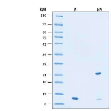 2 μg/lane of Animal-Free™ Recombinant Human TGF‑beta 3 Protein (Catalog # BT-TGFB3-AFL) was resolved with SDS-PAGE under reducing (R) and non-reducing (NR) conditions and visualized by Coomassie® Blue staining, showing bands at 10 kDa under reducing conditions.