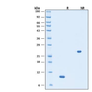 2 μg/lane of Recombinant Human TGF-beta 3 Protein (Catalog # BT-TGFB3) was resolved with SDS-PAGE under reducing (R) and non-reducing (NR) conditions and visualized by Coomassie® Blue staining, showing bands at 10 kDa, under reducing conditions.