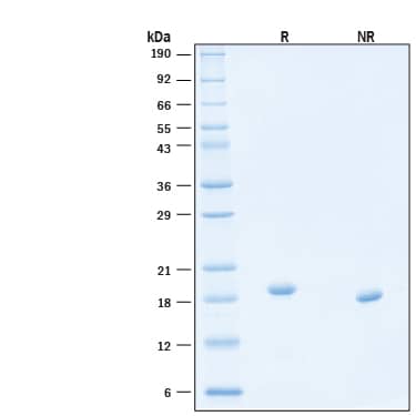 2 μg/lane of Animal-Free™ Recombinant Human Thrombopoietin/Tpo Protein (Catalog # BT-TPO-AFL) was resolved with SDS-PAGE under reducing (R) and non-reducing (NR) conditions and visualized by Coomassie® Blue staining, showing bands at 18‑19 kDa, under reducing conditions.