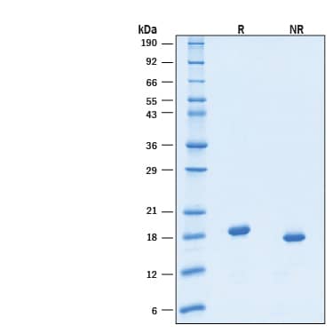 2 μg/lane of Recombinant Human Thrombopoietin/TPO GMP Protein (Catalog # BT-TPO-GMP) was resolved with SDS-PAGE under reducing (R) and non-reducing (NR) conditions and visualized by Coomassie® Blue staining, showing bands at 18-19 kDa under reducing conditions.