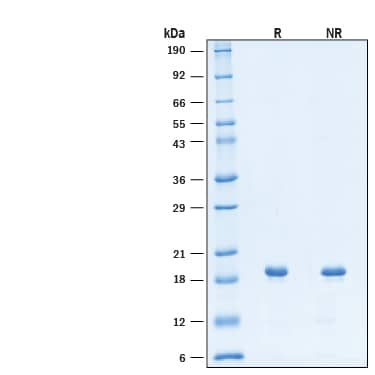 2 μg/lane of Recombinant Human Thrombopoietin/Tpo Protein (Catalog # BT-TPO) was resolved with SDS-PAGE under reducing (R) and non-reducing (NR) conditions and visualized by Coomassie® Blue staining, showing bands at 18-19 kDa, under reducing conditions.