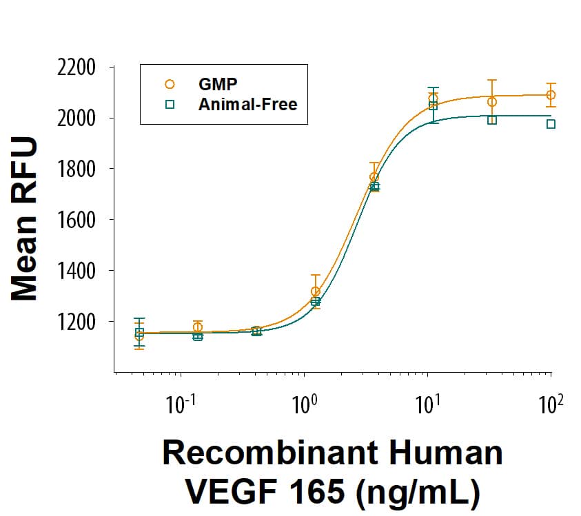 Equivalent bioactivity of GMP (BT-VEGF-GMP) and Animal-Free (Catalog # BT-VEGF-AFL) grades of Recombinant Human VEGF 165 as measured in a cell proliferation assay using HUVEC human umbilical vein endothelial cells (orange and green, respectively).