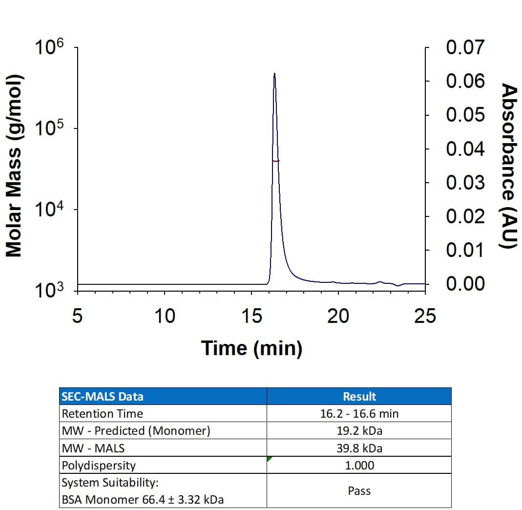 Recombinant Human VEGF 165 (Catalog # BT-VEGF-AFL) has a molecular weight (MW) of 39.8 kDa as analyzed by SEC-MALS in non-reducing conditions, suggesting that this protein is a disulfide-linked homodimer.