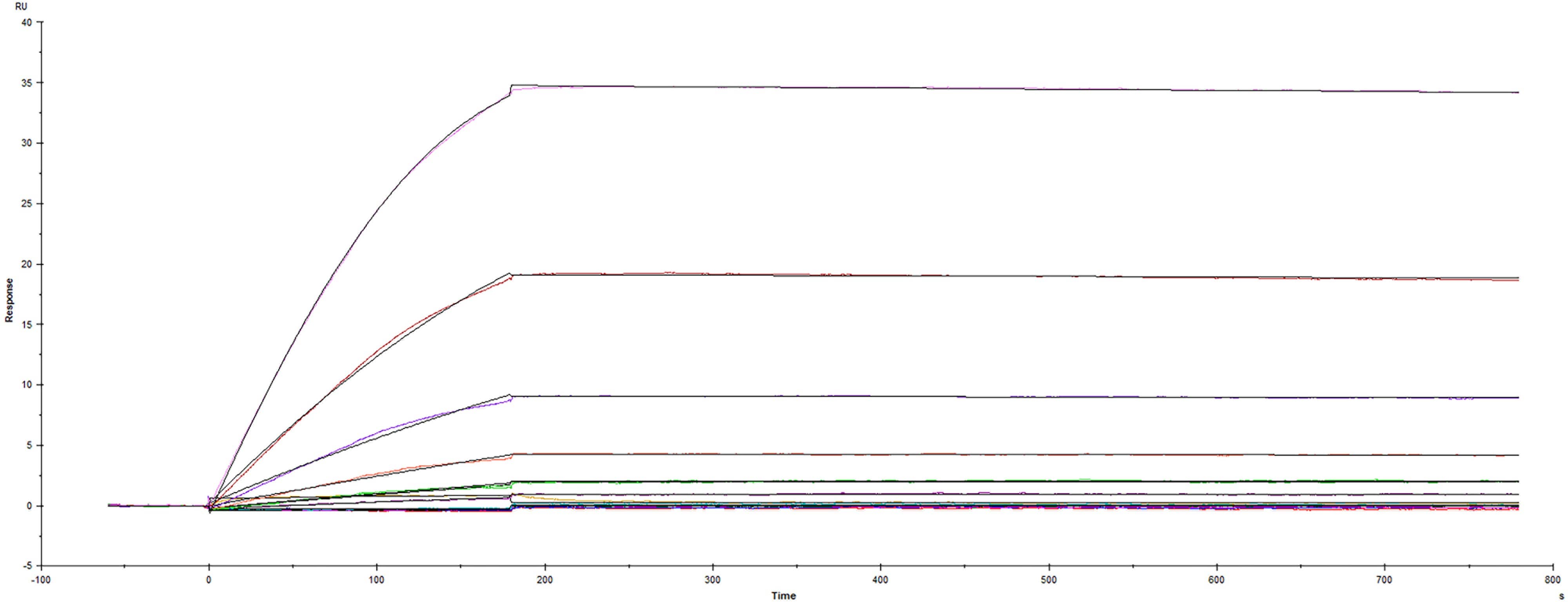 Recombinant Human VEGFR1/Flt-1 Fc Chimera (Catalog # 3516-FL) was captured on Biacore Sensor Chip CM5 via Recombinant Protein A/G/L (Catalog # NBP2-34985), and binding to Recombinant Human VEGF 165 (Catalog # BT-VEGF) was measured at a concentration range between 0.000488 nM and 1 nM. The double-referenced sensorgram was fit to a 1:1 binding model to determine the binding kinetics and affinity, with an affinity constant of KD=1.65 pM. (Biacore T200).