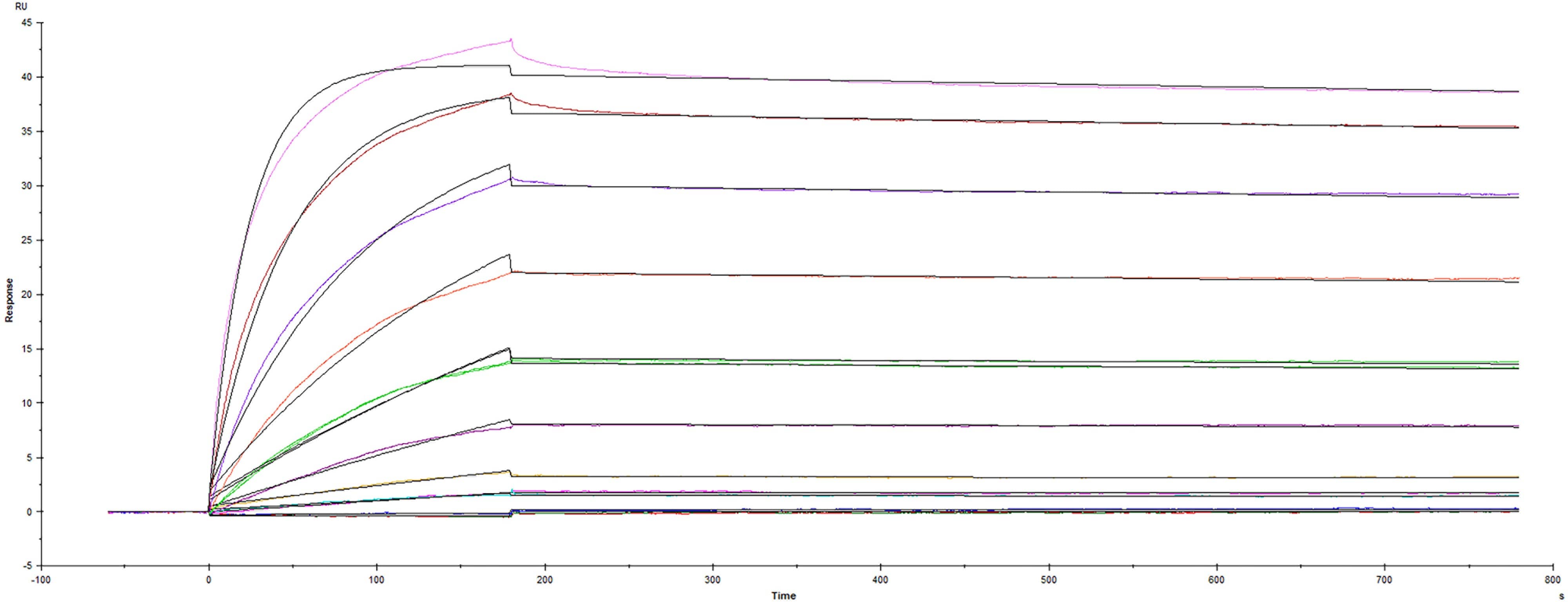 Recombinant Human VEGFR2/KDR/Flk-1Fc Chimera (Catalog # 357-KD) was captured on Biacore Sensor Chip CM5 via Recombinant Protein A/G/L (Catalog # NBP2-34985), and binding to Recombinant Human VEGF 165 (Catalog # BT-VEGF-AFL) was measured at a concentration range between 0.00488 nM and 10 nM. The double-referenced sensorgram was fit to a 1:1 binding model to determine the binding kinetics and affinity, with an affinity constant of KD=15.2 pM. (Biacore T200).