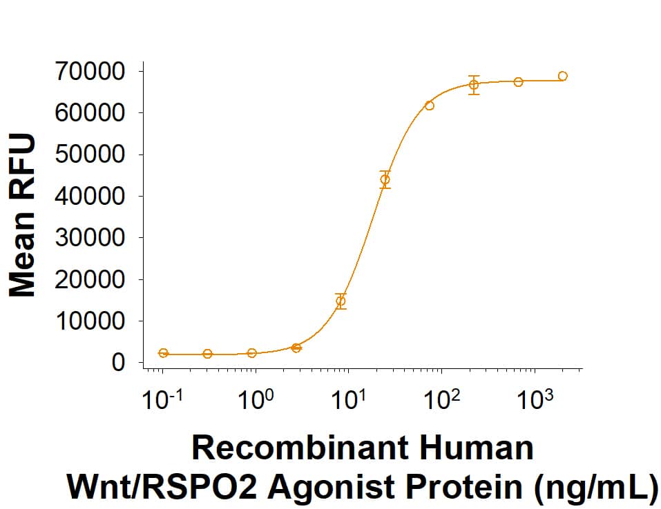 Recombinant Human Wnt/RSPO2 Agonist Protein (Catalog # BT-WRSP2) activates TCF reporter activity in HEK293 human embryonic kidney cells. The ED50 for this effect is 6.00‑72.0 ng/mL.