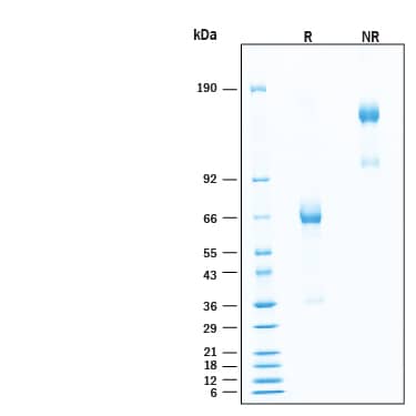 2 μg/lane of Biotinylated Recombinant Human LILRB4/CD85k/ILT3 Fc Chimera Protein (Catalog # BT10429) was resolved with SDS-PAGE under reducing (R) and non-reducing (NR) conditions and visualized by Coomassie® Blue staining, showing bands at 50-70 kDa and 100-140 kDa, respectively.